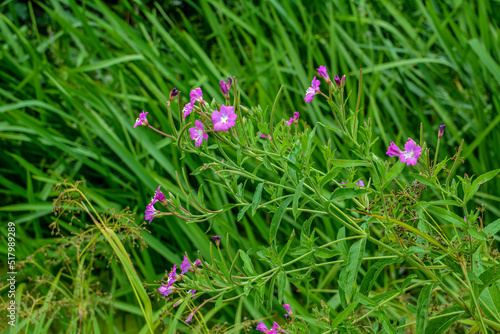Pink flower of hoary or smallflower hairy willowher plant, Epilobium parviflorum photo