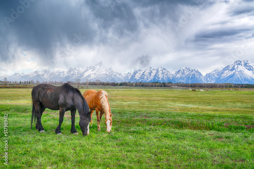 Horses grazing near the mountains in Grand Teton National Park, Wyoming