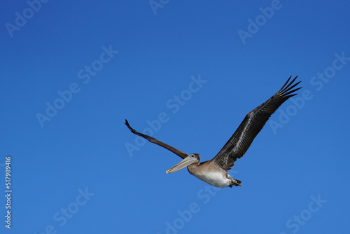 Brown Pelican in Flight against a Clear Blue Sky