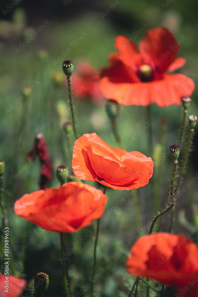 Naklejka premium photography meadow flowers red poppies