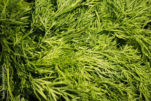 a lot of fresh green fennel leaves