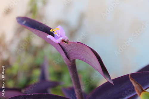 close up of a flower