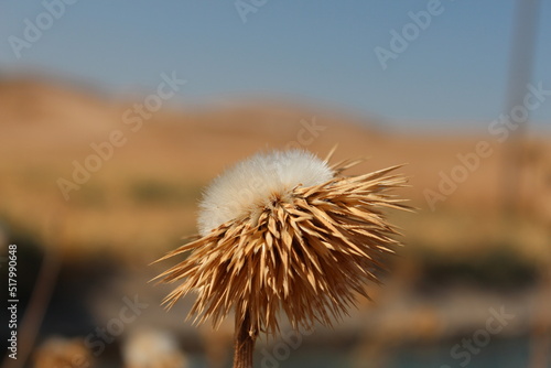 dry thistle in the wind