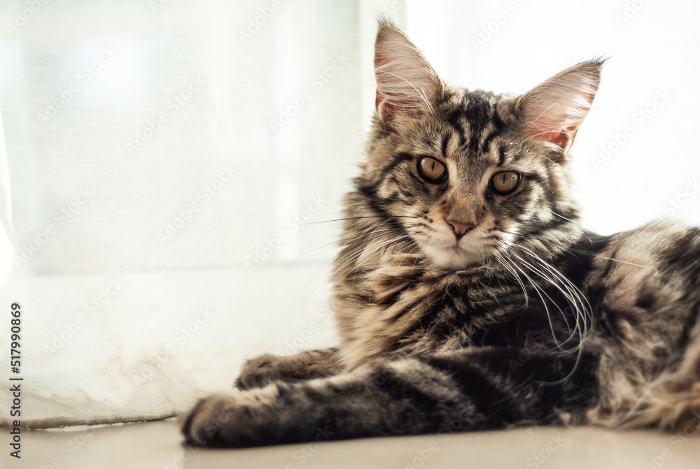 Main Coon Main Coon