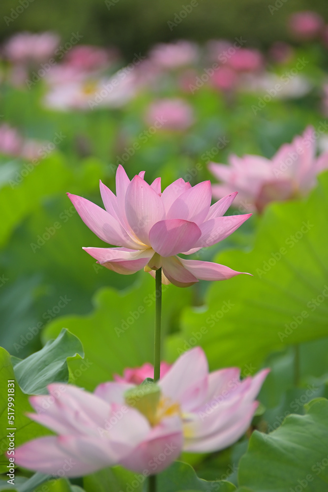 Lotus flower 蓮の花