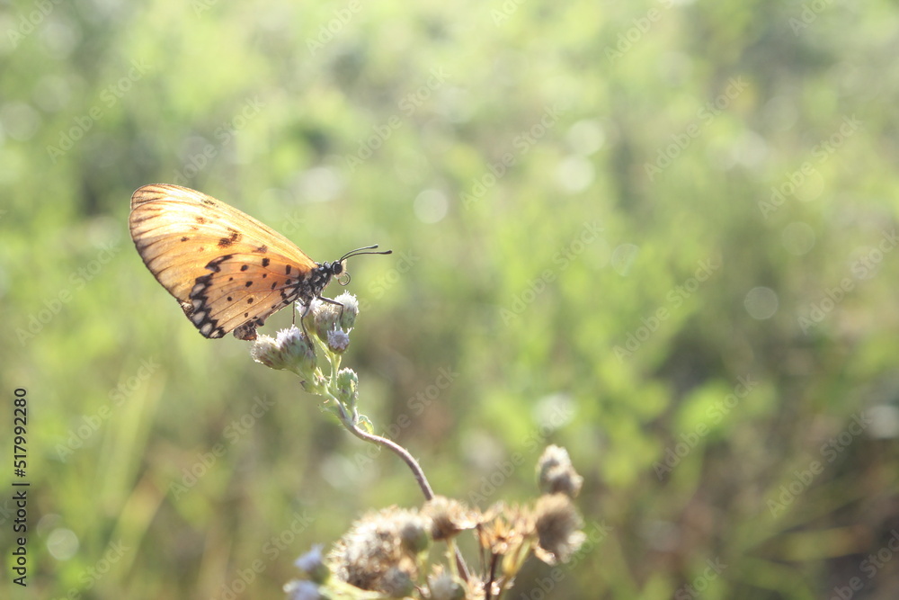 Fototapeta premium butterfly on a flower