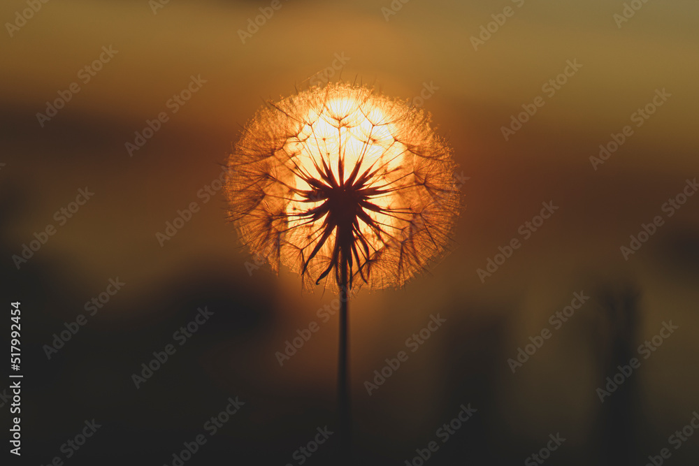 Sunlit flower