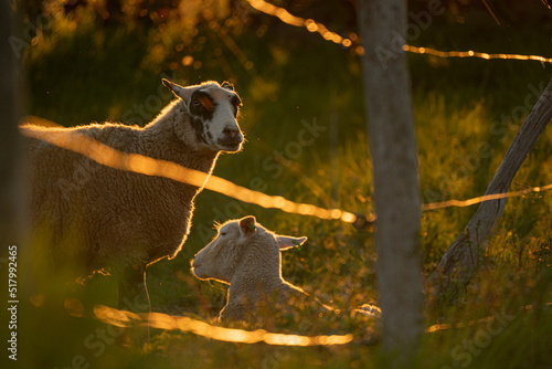 Sheep at sundown