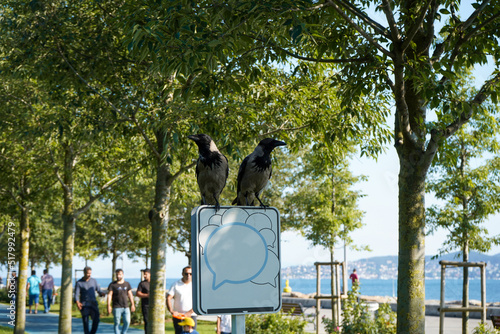 Two crows standing on the table. Couple of crows in the park, among the trees, on the metal sign, in nature