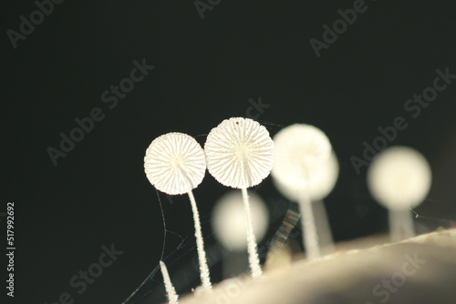 Fototapeta Naklejka Na Ścianę i Meble -  white mushroom