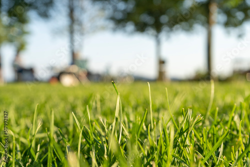 green grass background isolated