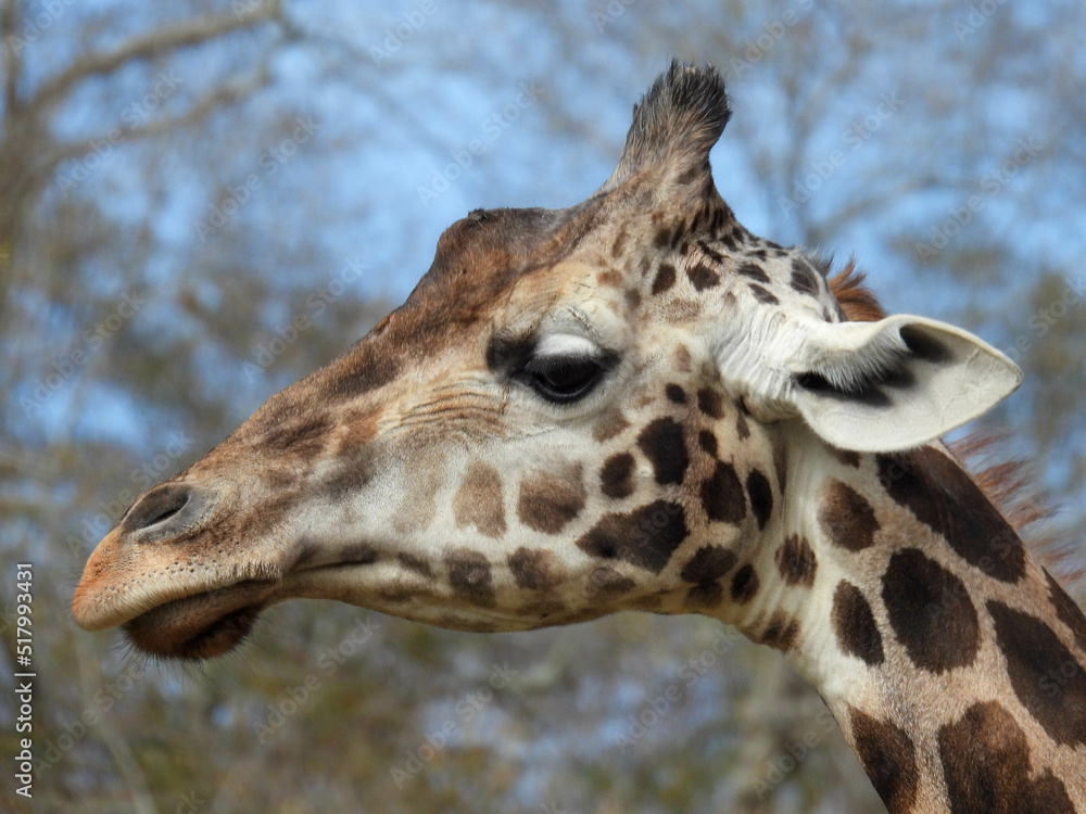 Giraffe at the Wild Animal Safari in Pine Mountain, Ga Giraffe at the Wild Animal Safari in Pine Mountain, Ga