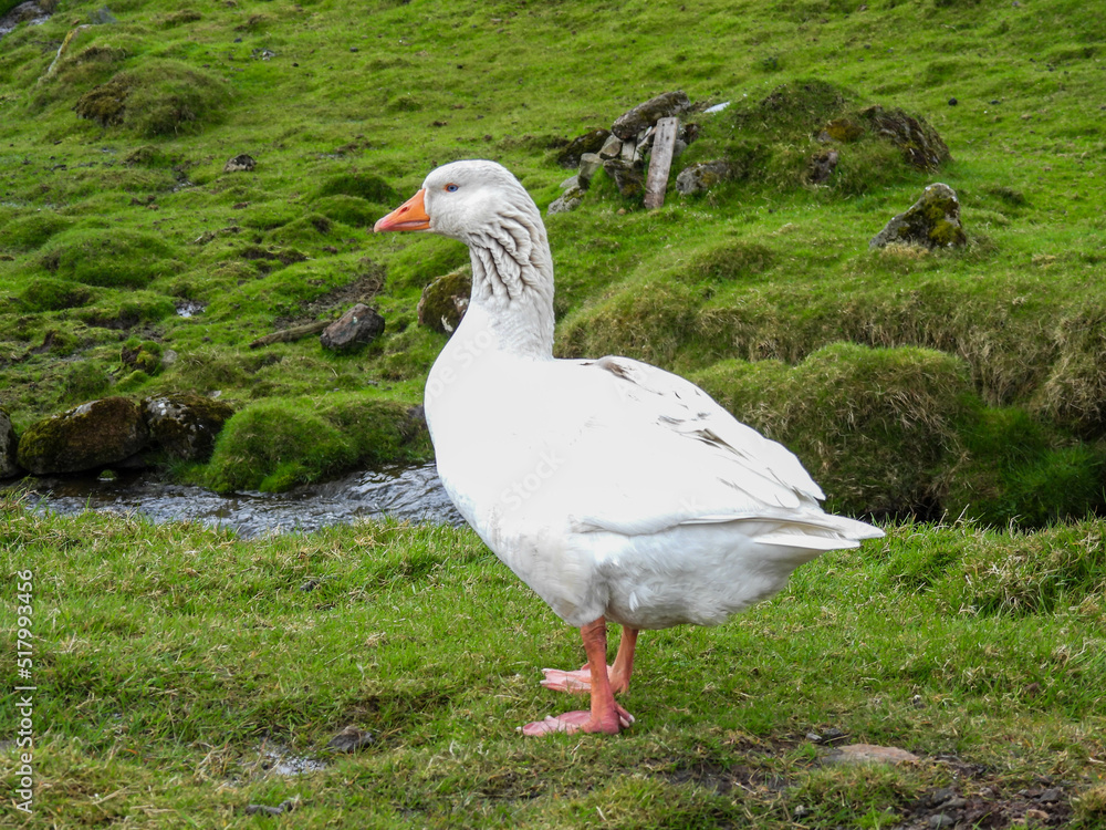 White goose with blue eyes in the Faroe Islands White goose with blue eyes in the Faroe Islands