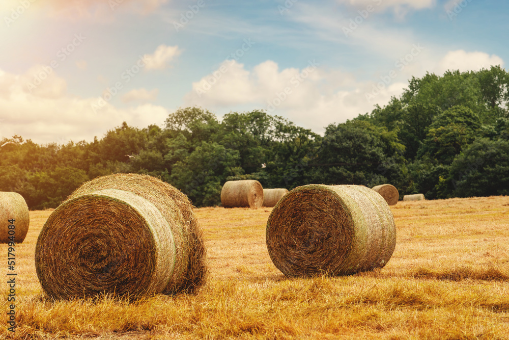 Hay bale and straw in the field. English Rural   landscape.   Wheat yellow golden harvest in summer. Countryside natural landscape. Grain crop, harvesting