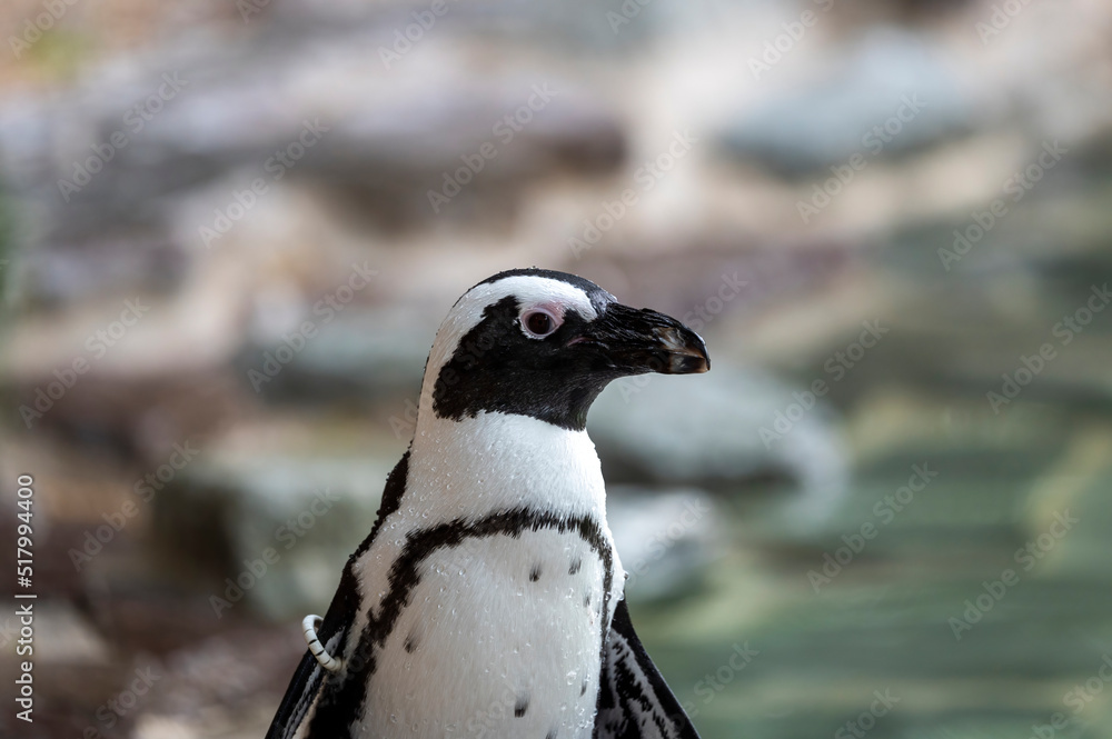 Fototapeta premium Pinguin