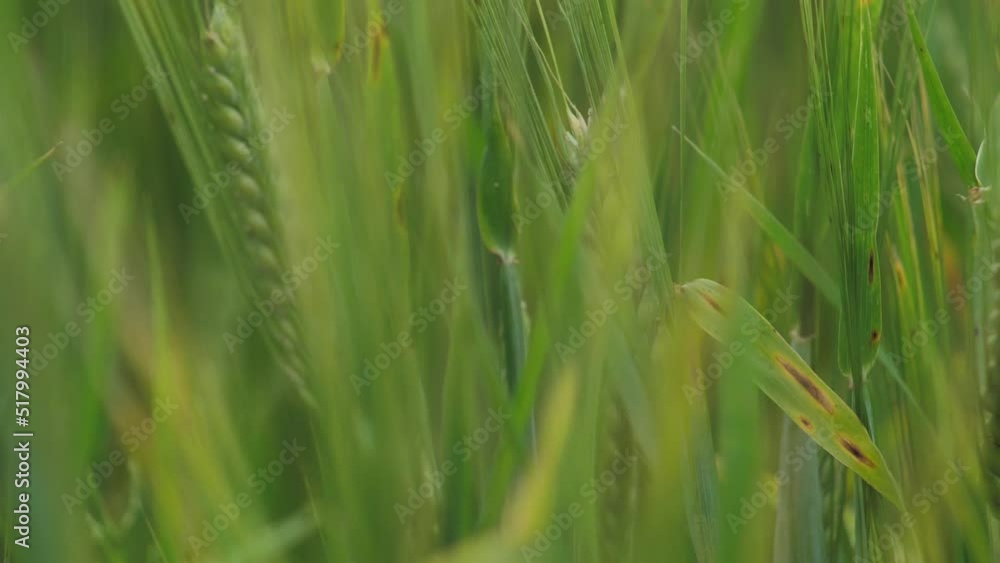 Wheat field ears of wheat swaying from the gentle wind. Rye agriculture harvesting agribusiness concept. large harvest of wheat. Golden ears are slowly swaying in the wind. Wheat field ears of wheat swaying from the gentle wind. Rye agriculture harvesting agribusiness concept. large harvest of wheat. Golden ears are slowly swaying in the wind.