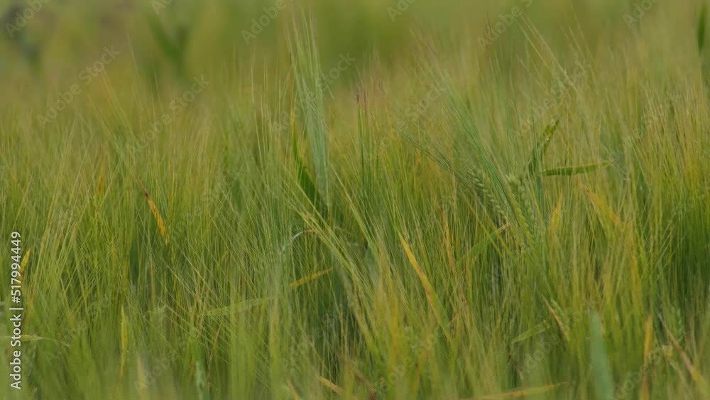 Wheat field ears of wheat swaying from the gentle wind. Rye agriculture harvesting agribusiness concept. large harvest of wheat. Golden ears are slowly swaying in the wind. Wheat field ears of wheat swaying from the gentle wind. Rye agriculture harvesting agribusiness concept. large harvest of wheat. Golden ears are slowly swaying in the wind.