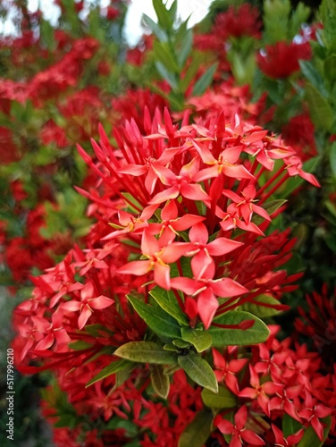 red genciana flowers 