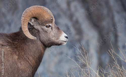 Profile of a bighorn ram mountain sheep