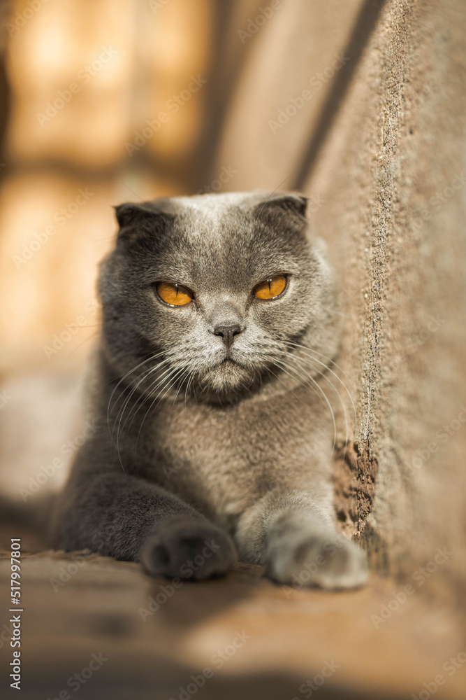 Beautiful Grey Scottish-fold shorthair fluffy cat with orange eyes chilling comfortably on the floor in sunny day. Warm picture toning. Pets care. World cat day. Image for websites about cats..