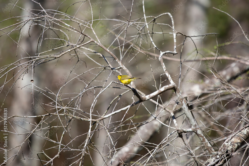 Female Hooded Warbler Singing Female Hooded Warbler Singing
