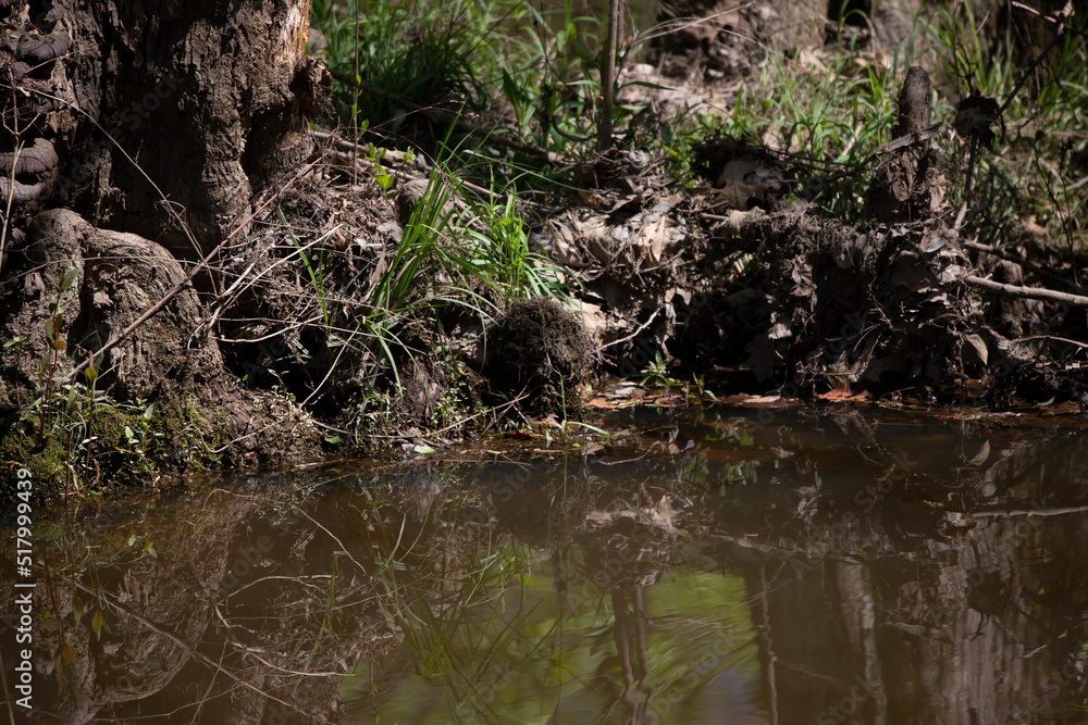 Shallow Water Shallow Water