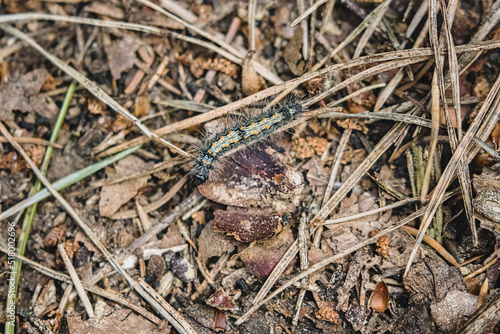 Caterpillar of a gypsy moth