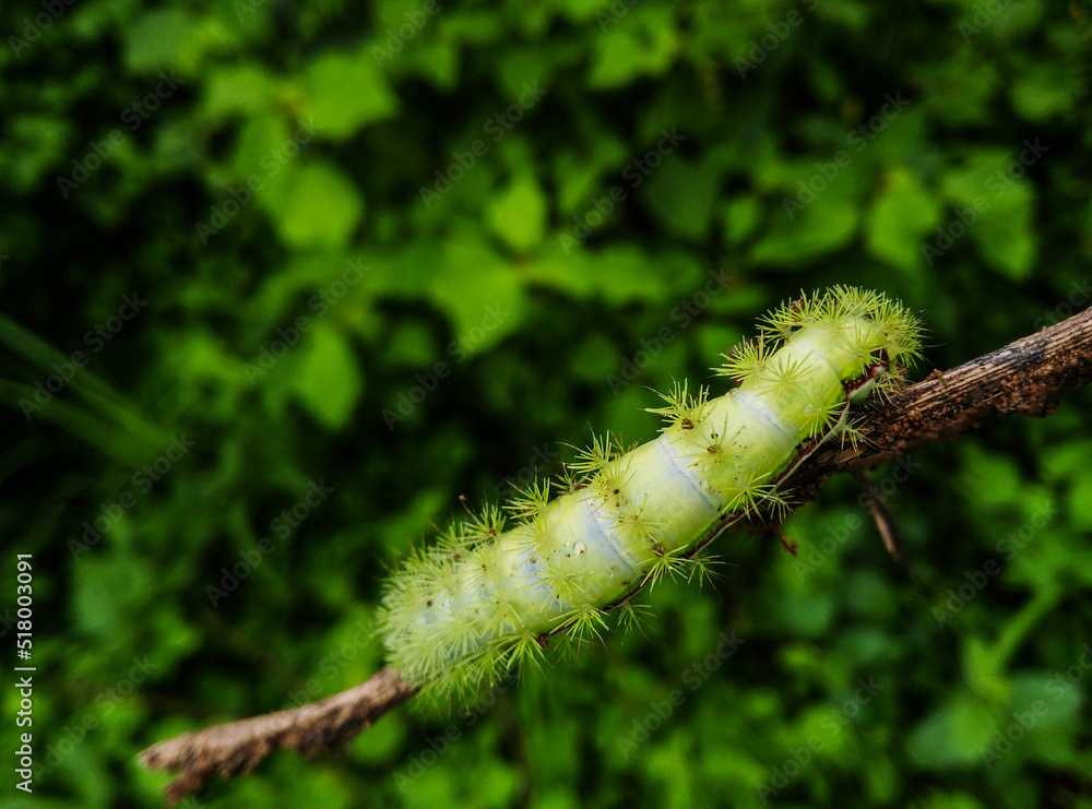 Fototapeta premium green caterpillar on a branch