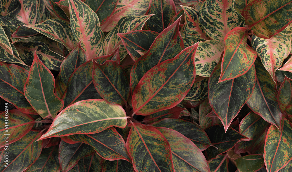 Obraz premium tropical plant exotic leaves