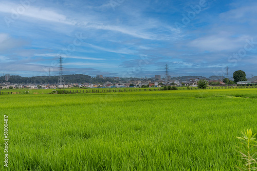 神奈川県の水田風景