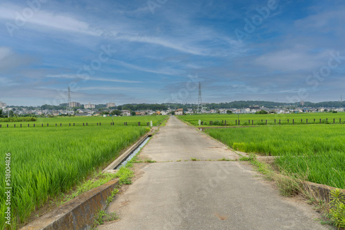 神奈川県の水田風景