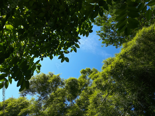 green trees and blue sky perspective view
