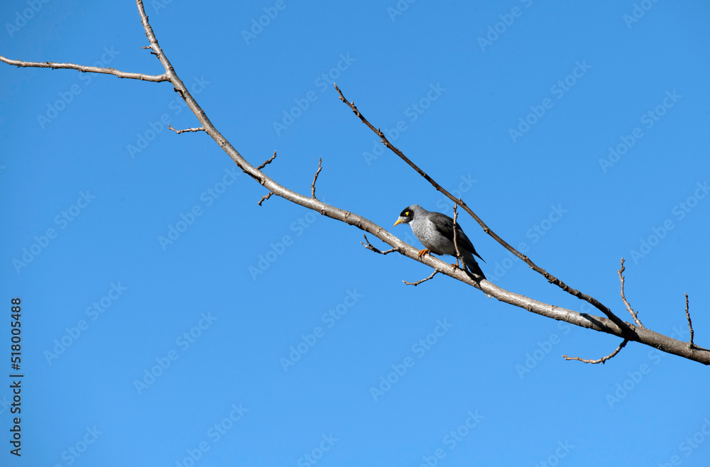Australian Noisy Miner (Manorina melanocephala) Australian Noisy Miner (Manorina melanocephala)