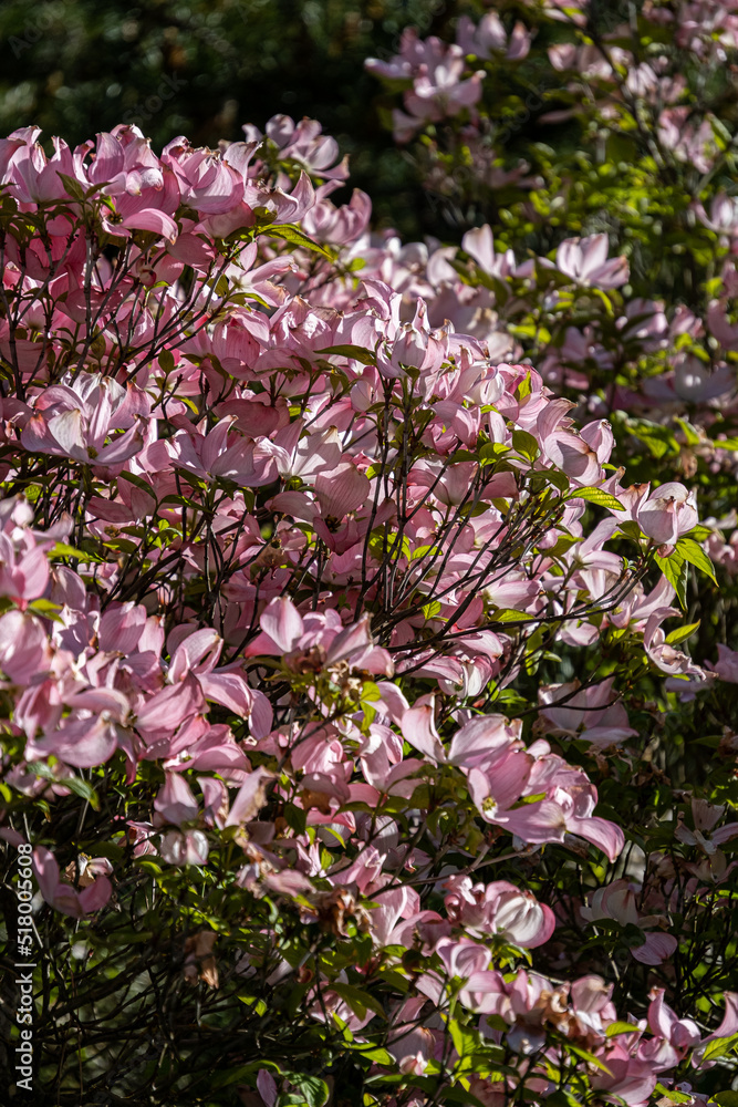 Fototapeta premium dense pink magnolia flowers blooming on the branches in the park