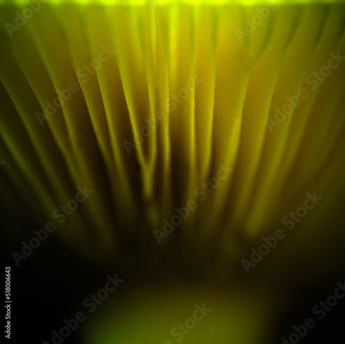 Mushroom gills macro photo abstract pattern
