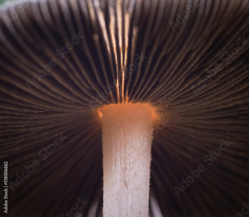 Foto Mushroom gills macro photo abstract pattern