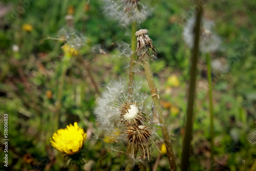 spider on a web