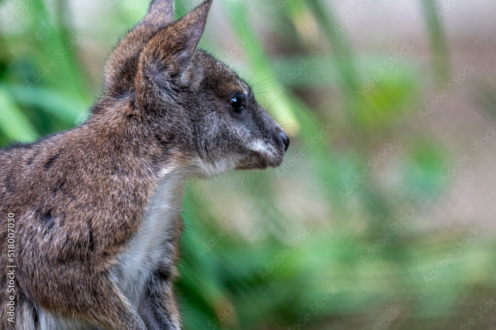 Fototapeta premium Känguru