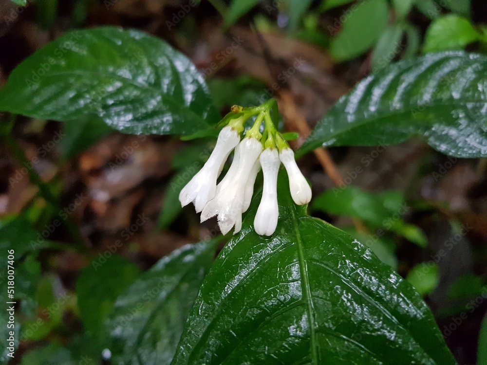 Obraz premium white flower