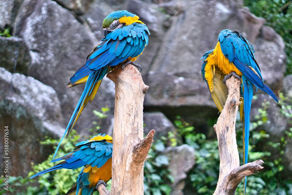 鮮明でカラフルなオウム