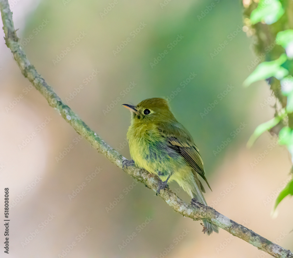 Yellowish Flycatcher perched on a tree branch
