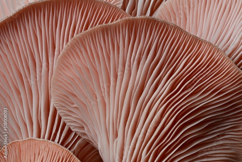 pink oyster mushrooms