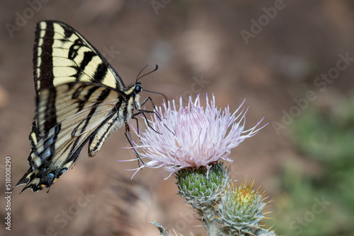 butterfly on thistle © Diane