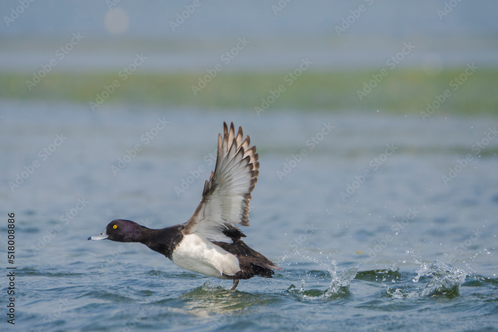 Fototapeta premium Tufted Duck flying over the water.