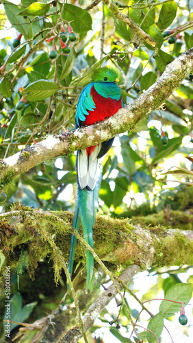 Resplendent quetzal (Pharomachrus mocinno) perched in a tree near the Paraiso Quetzal Lodge outside of San Jose, Costa Rica
