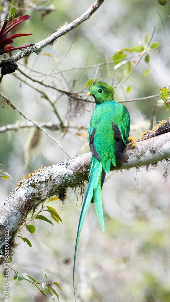 Resplendent quetzal (Pharomachrus mocinno) perched in a tree near the Paraiso Quetzal Lodge outside of San Jose, Costa Rica Resplendent quetzal (Pharomachrus mocinno) perched in a tree near the Paraiso Quetzal Lodge outside of San Jose, Costa Rica