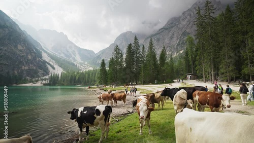 The Pragser Wildsee (Lake Prags) (Lake Braies) mountain lake with rowing boats and cows, Seekofel, Dolomites, South Tyrol, Alto Adige, Italy photo