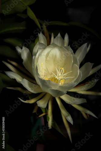 Night blooming cerus is a flower that bloom only in night and has a pleasent smell photo