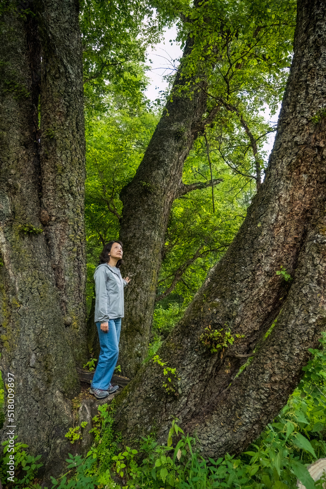 person in the forest, looking up to high trees