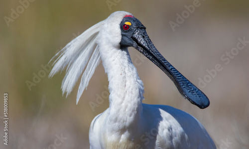 Royal Spoonbill male in mating plumage